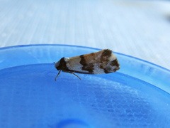 Philenora irregularis