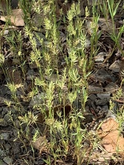 Anthoxanthum aristatum