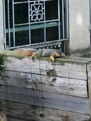 Sciurus niger