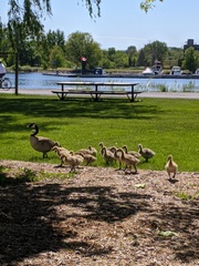 Branta canadensis