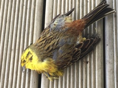 Emberiza citrinella caliginosa