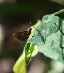 Eprius veleda veleda