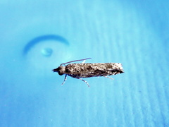 Holocola thalassinana