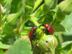 Merhynchites wickhami