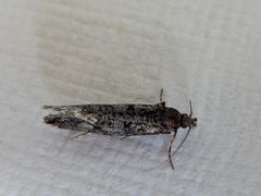 Acridotarsa celsella