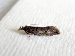 Acridotarsa celsella