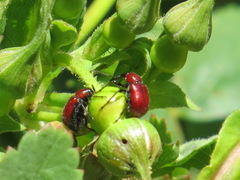 Merhynchites wickhami