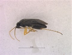 Chlamydatus