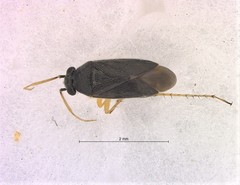Chlamydatus