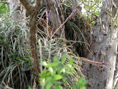 Tillandsia baileyi