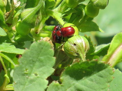 Merhynchites wickhami