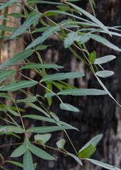 Polyscias sambucifolia