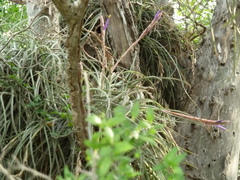 Tillandsia baileyi