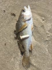 Stellifer lanceolatus