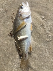 Stellifer lanceolatus