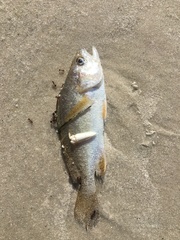Stellifer lanceolatus