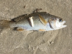 Stellifer lanceolatus