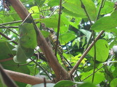 Varanus niloticus image