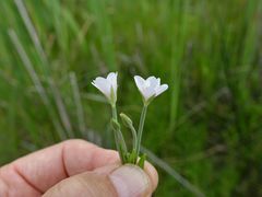 Epilobium pallidiflorum
