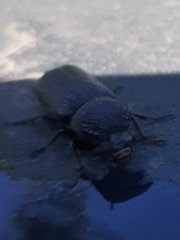 Bostrychopsis jesuita