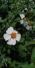 Bidens odorata