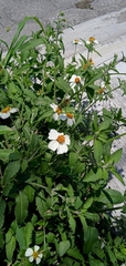 Bidens odorata