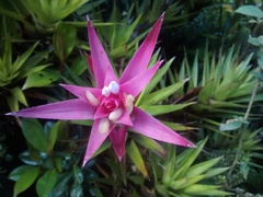 Guzmania