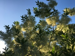 Chionanthus virginicus