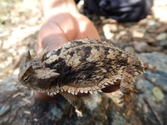 Phrynosoma taurus