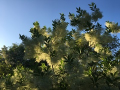 Chionanthus virginicus