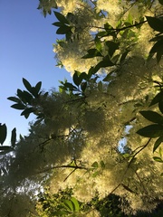 Chionanthus virginicus