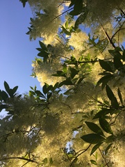 Chionanthus virginicus