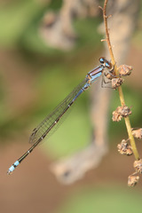 Enallagma novaehispaniae