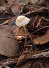 Mycena aurantiomarginata