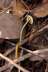 Mycena aurantiomarginata