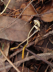 Mycena aurantiomarginata