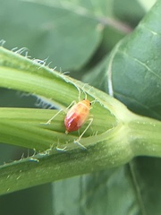 Poecilocapsus lineatus