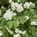 Van Houtte's Spirea - Photo (c) Dra. Leah, some rights reserved (CC BY-NC), uploaded by Dra. Leah
