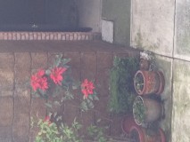 Euphorbia pulcherrima