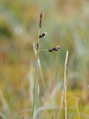 Carex rariflora