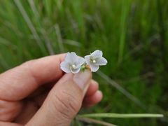 Epilobium pallidiflorum