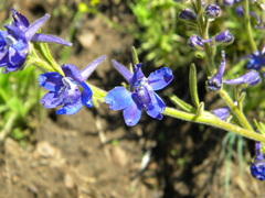 Delphinium depauperatum