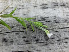Epilobium pallidiflorum