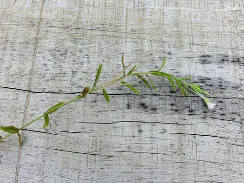 Image of Epilobium pallidiflorum by (c) Jacqui Geux, some rights reserved (CC BY)