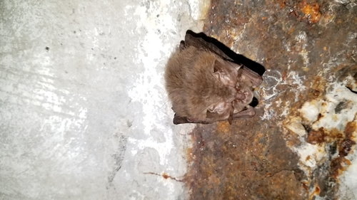 Townsend's Big-eared Bat photographed in Washington