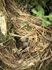 Antrostomus vociferus