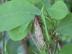 Magicicada septendecim