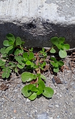 Portulaca oleracea