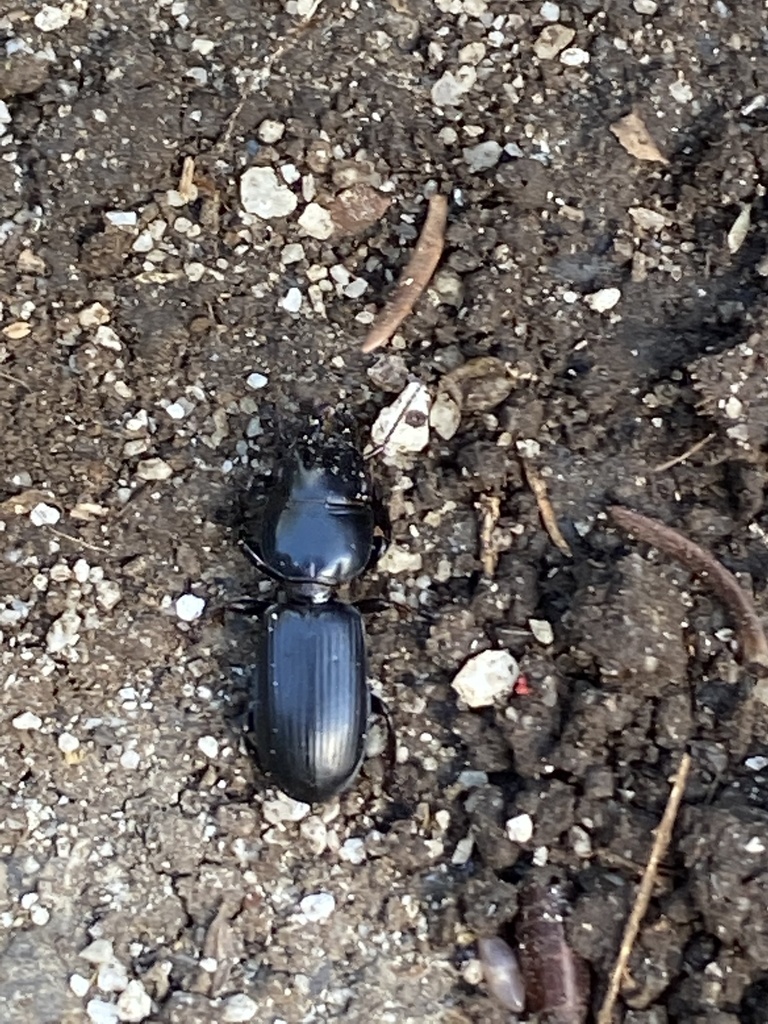 Bigheaded Ground Beetle from Balfour Dr, Wappingers Falls, NY, US on