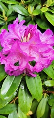 Rhododendron